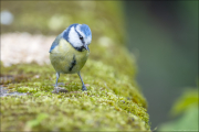 animalisch659