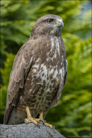 animalisch673