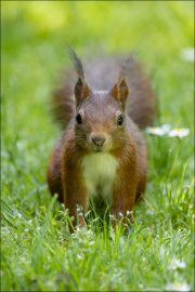 animalisch687