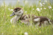 animalisch712