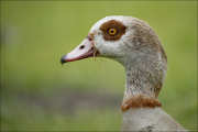 animalisch713