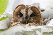 animalisch717