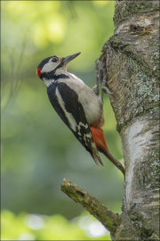 animalisch719