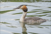 animalisch734