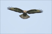animalisch735