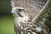 animalisch741