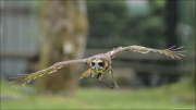 animalisch744