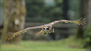 animalisch744_2