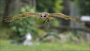 animalisch745