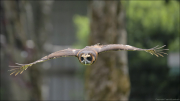 animalisch746
