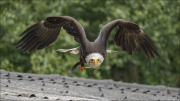 animalisch747