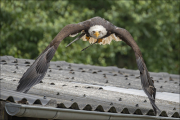 animalisch748