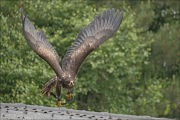 animalisch749