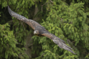 animalisch750