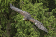 animalisch751