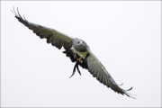 animalisch752