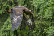 animalisch755