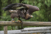 animalisch756