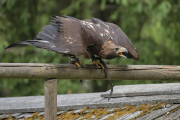 animalisch757