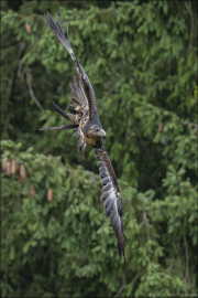 animalisch758