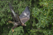 animalisch759