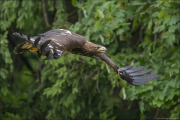 animalisch760