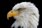 animalisch762
