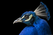 animalisch763