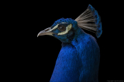 animalisch764