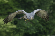 animalisch765
