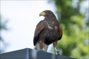 animalisch766