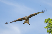 animalisch767