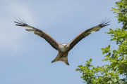 animalisch768