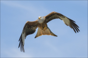 animalisch770