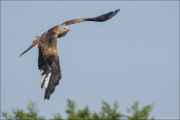 animalisch771