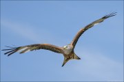 animalisch772