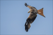 animalisch773
