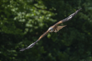 animalisch775