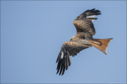 animalisch776
