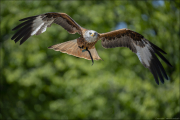 animalisch779