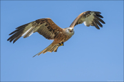 animalisch780
