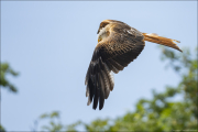 animalisch781