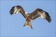 animalisch782