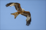 animalisch783