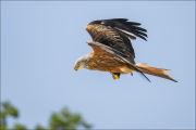 animalisch784