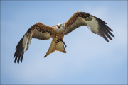 animalisch785