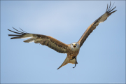 animalisch786