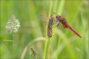 animalisch787