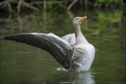 animalisch839