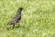 animalisch842